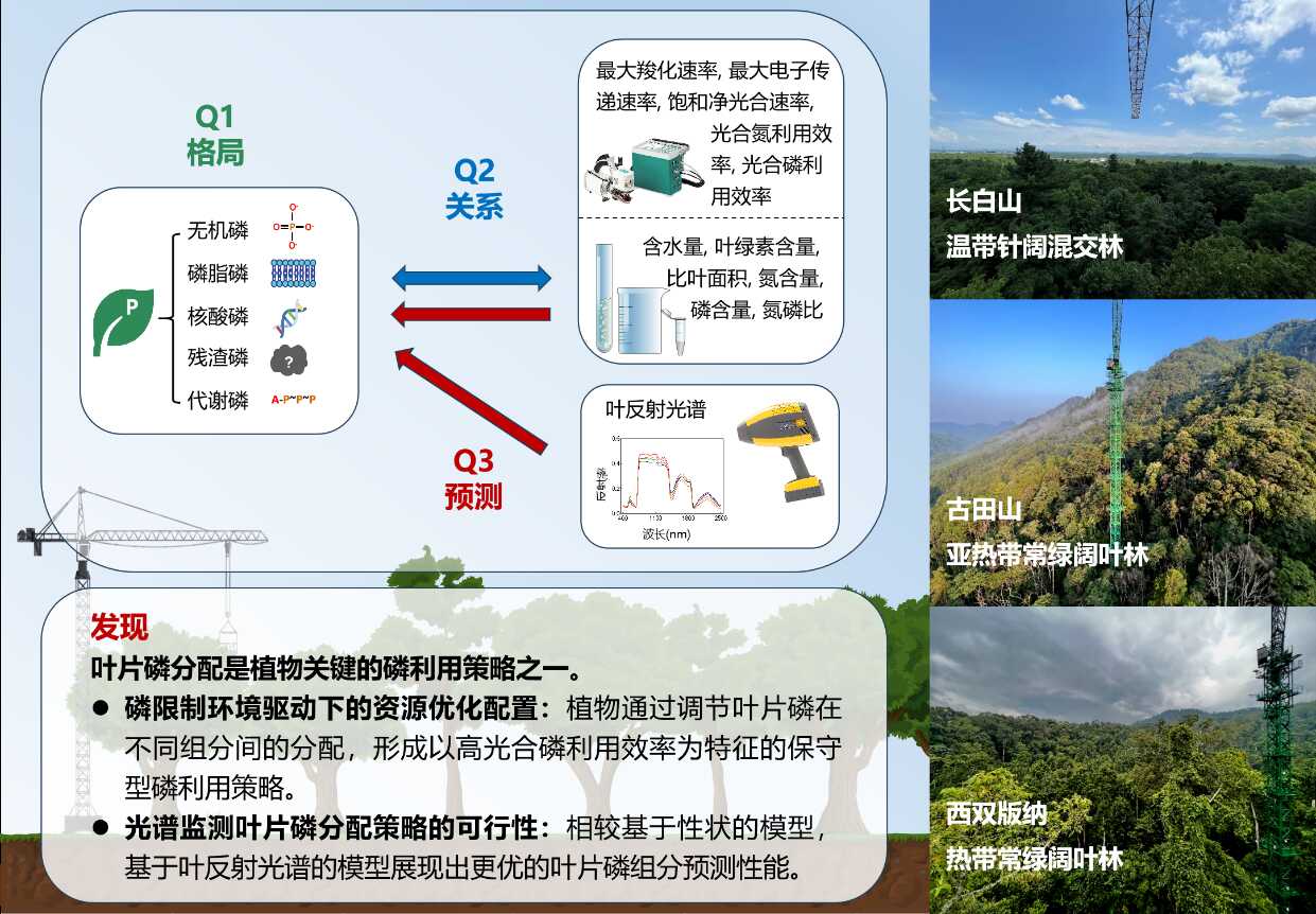 严正兵研究员等利用叶经济学谱和叶反射光谱解析了叶片磷分配策略的变异