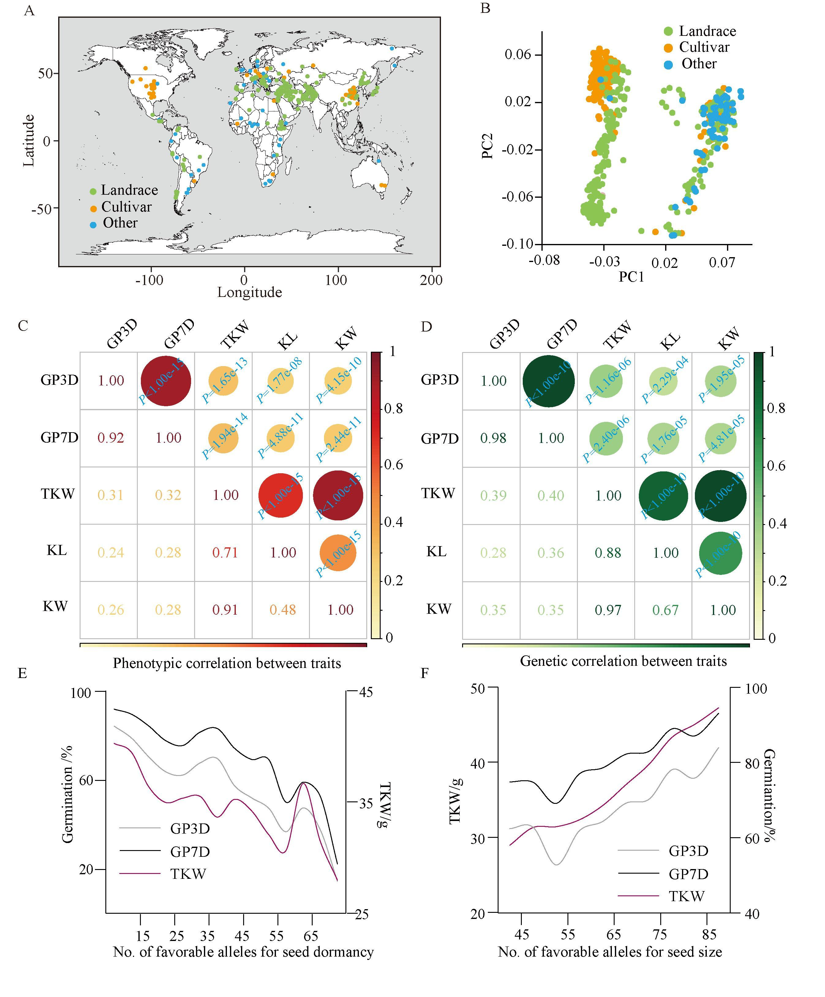 刘永秀团队揭示小麦种子休眠和种子大小等位基因拮抗选择的遗传基础