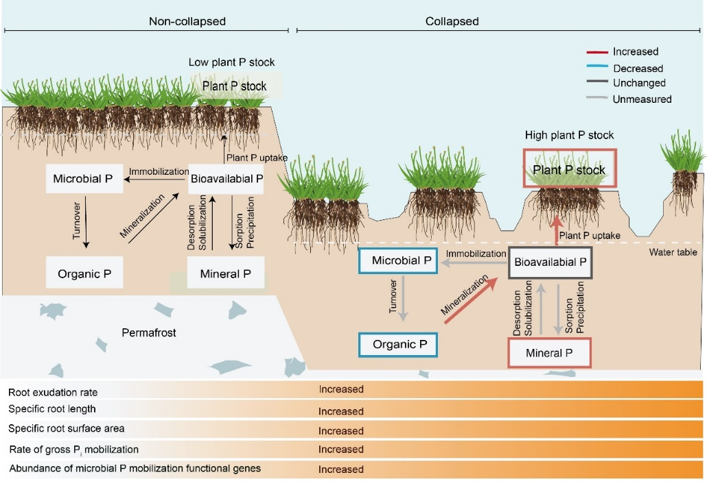 杨元合团队发现冻土融化促进生态系统磷循环