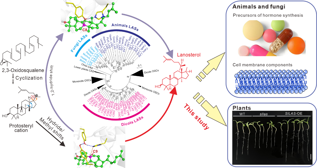 漆小泉团队在植物羊毛甾醇合酶功能演化研究中取得新进展