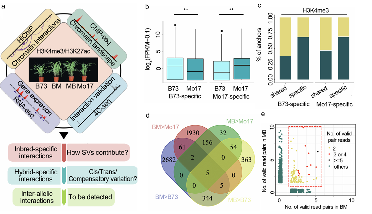 张梅团队通过绘制玉米三维基因组图谱揭示杂种优势潜在新机制