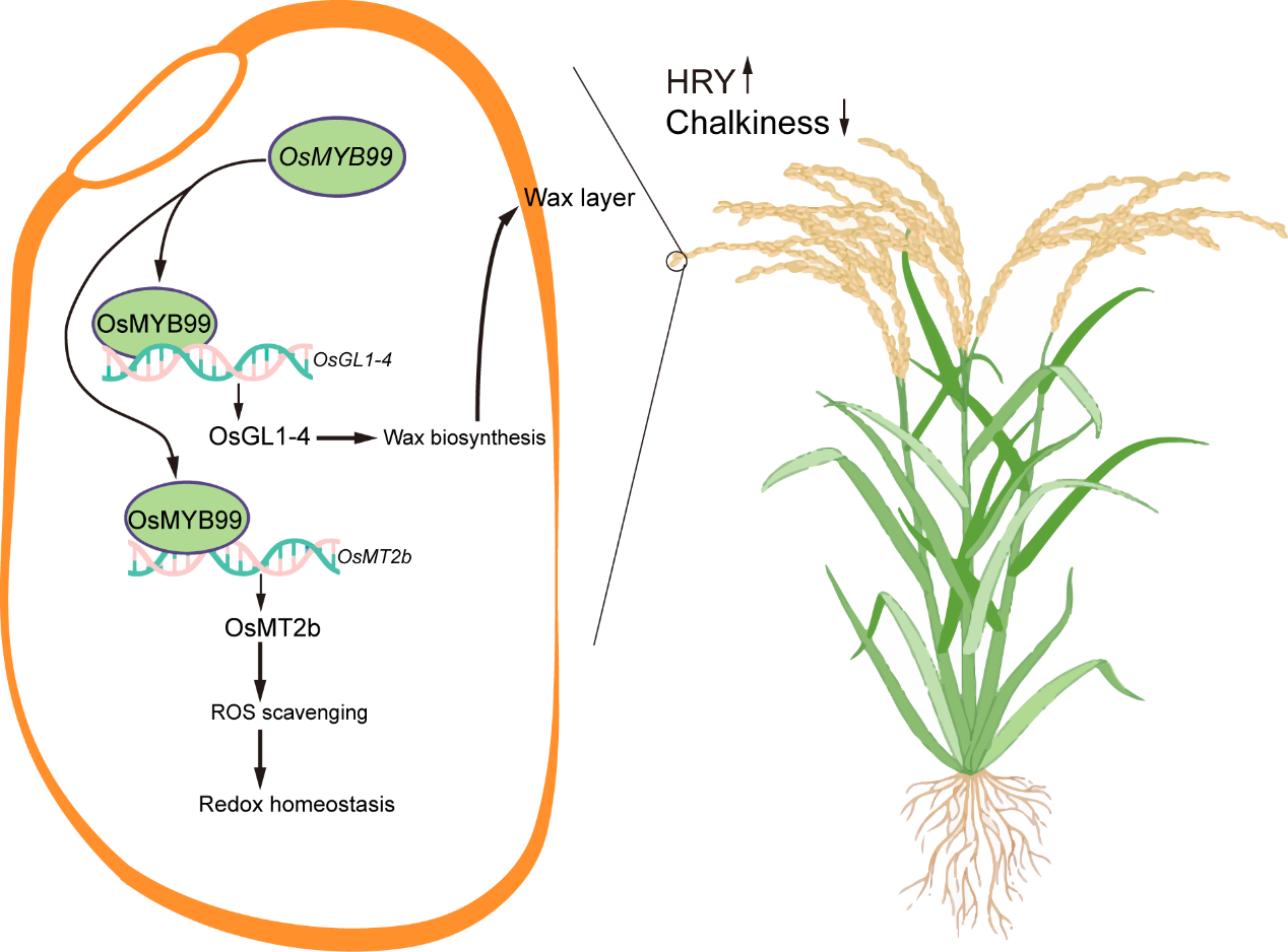 王台团队揭示水稻整精米率和垩白性状协同调控新机制