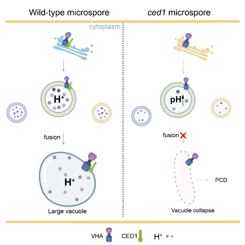 王台团队揭示CED1通过抑制液泡介导的细胞程序化死亡调控花粉细胞命运