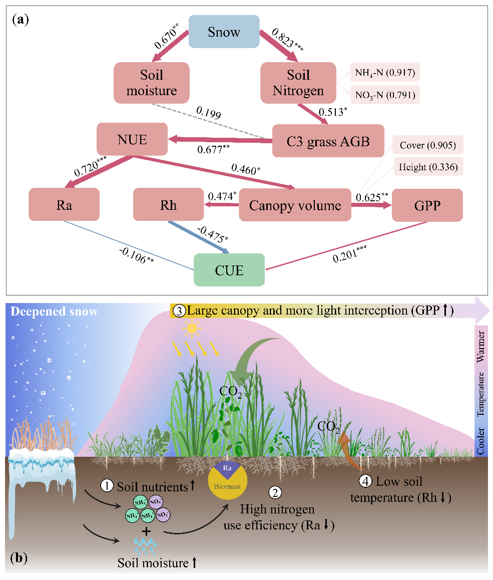 刘玲莉团队揭示草地冠层结构介导生态系统碳利用效率的调控机制