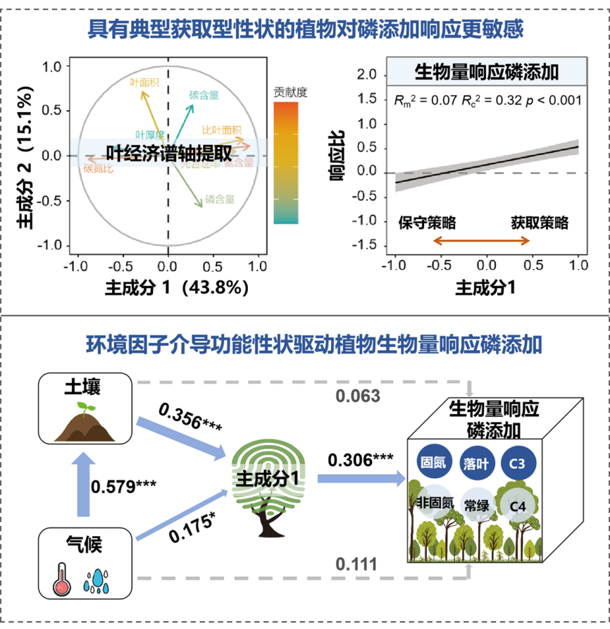 严正兵研究员等揭示叶片经济策略驱动植物生物量响应磷添加的机制