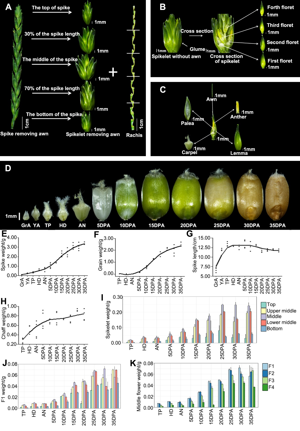 郭自峰团队利用多组学解析小麦穗器官发育调控网络
