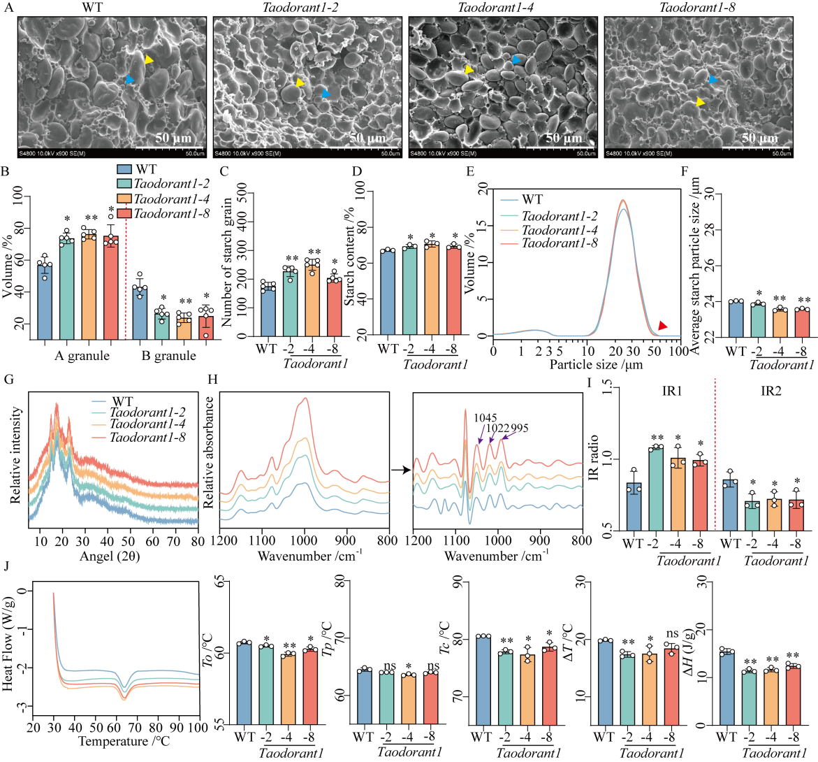 刘永秀团队揭示TaODORANT1调控小麦粒重的分子机制