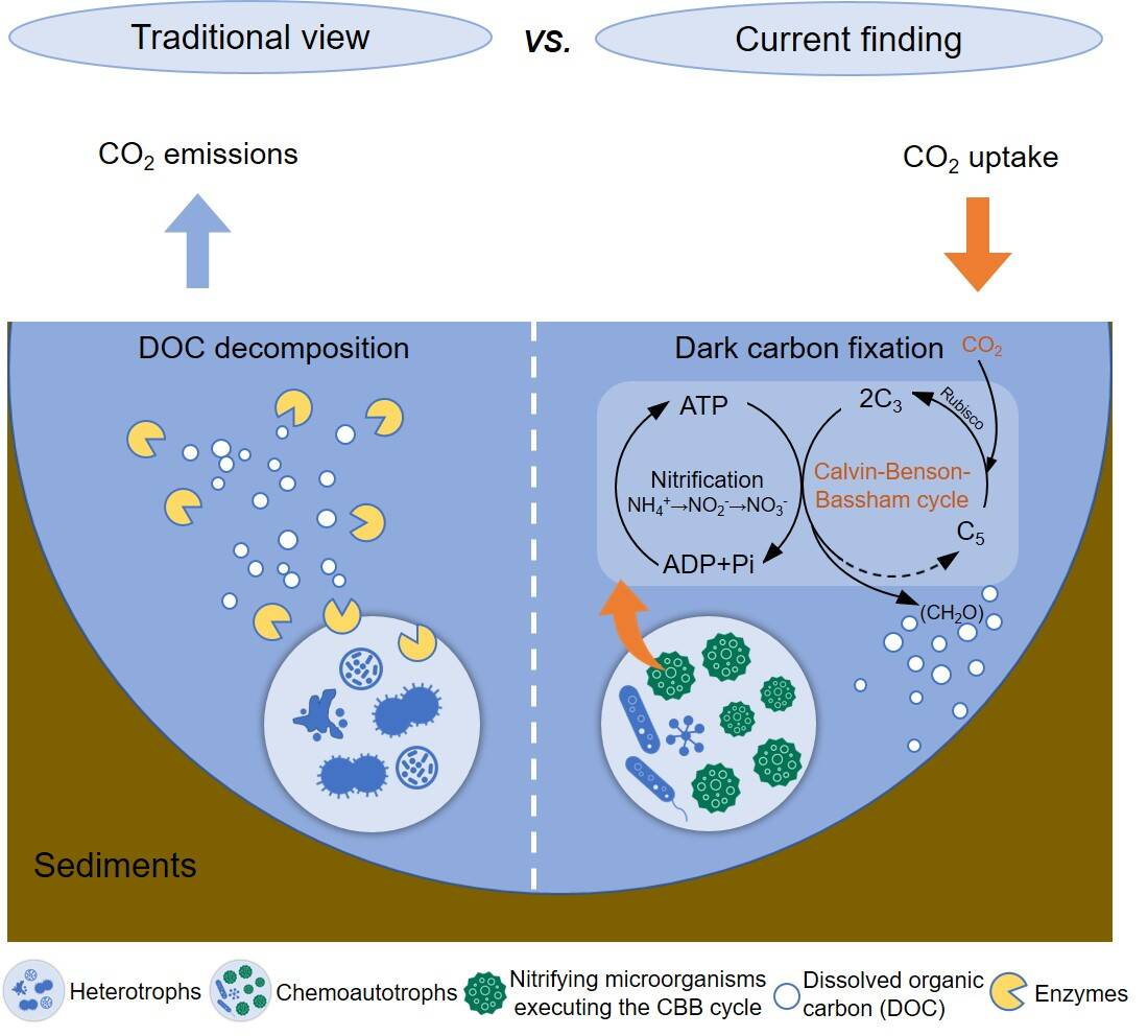 杨元合团队合作揭示青藏高原热融湖塘化能自养固碳过程及其驱动机制