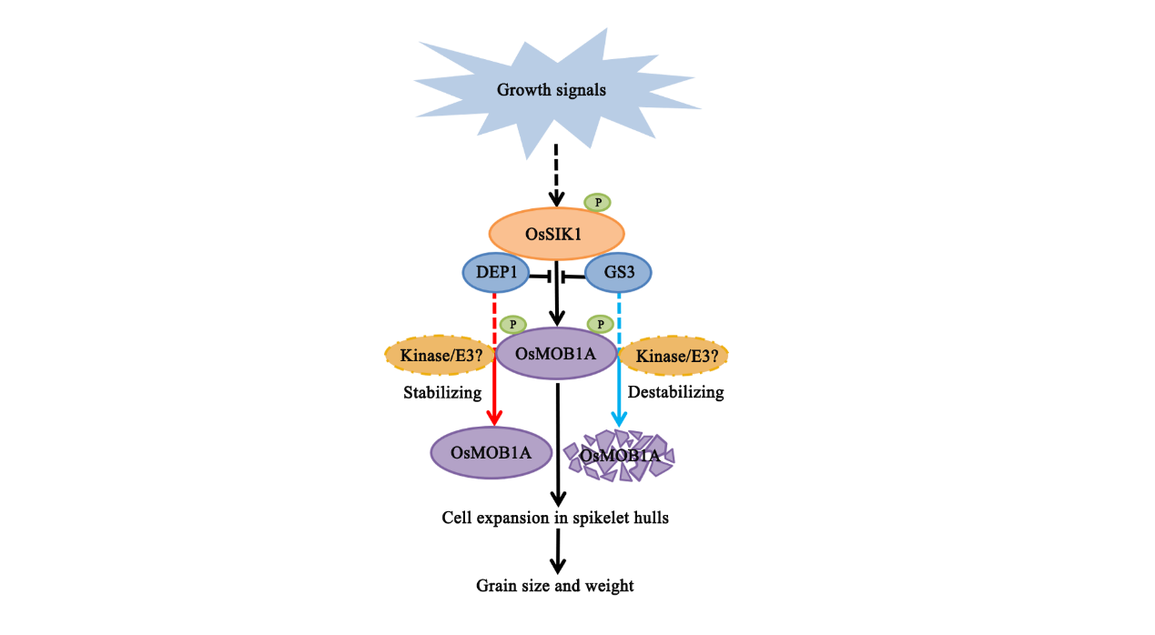 程佑发团队发现G蛋白通过调控Hippo信号通路控制水稻籽粒大小
