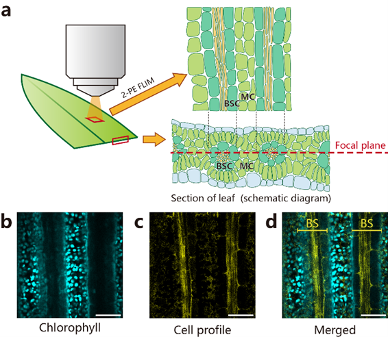 田利金团队在C4维管束鞘细胞叶绿素荧光原位测量方面取得进展