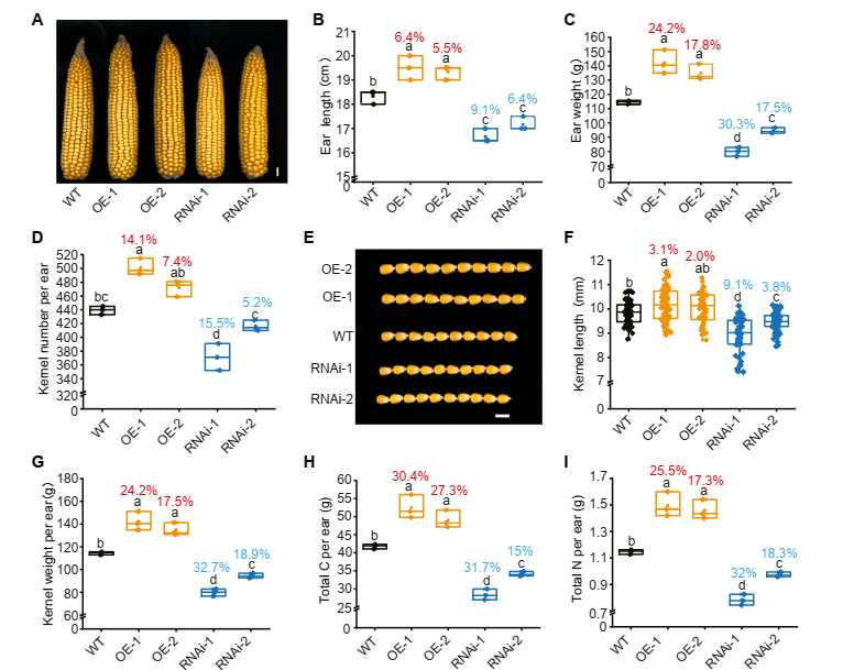 王柏臣团队发现玉米高产高蛋白的关键基因破解“产量-品质”权衡难题
