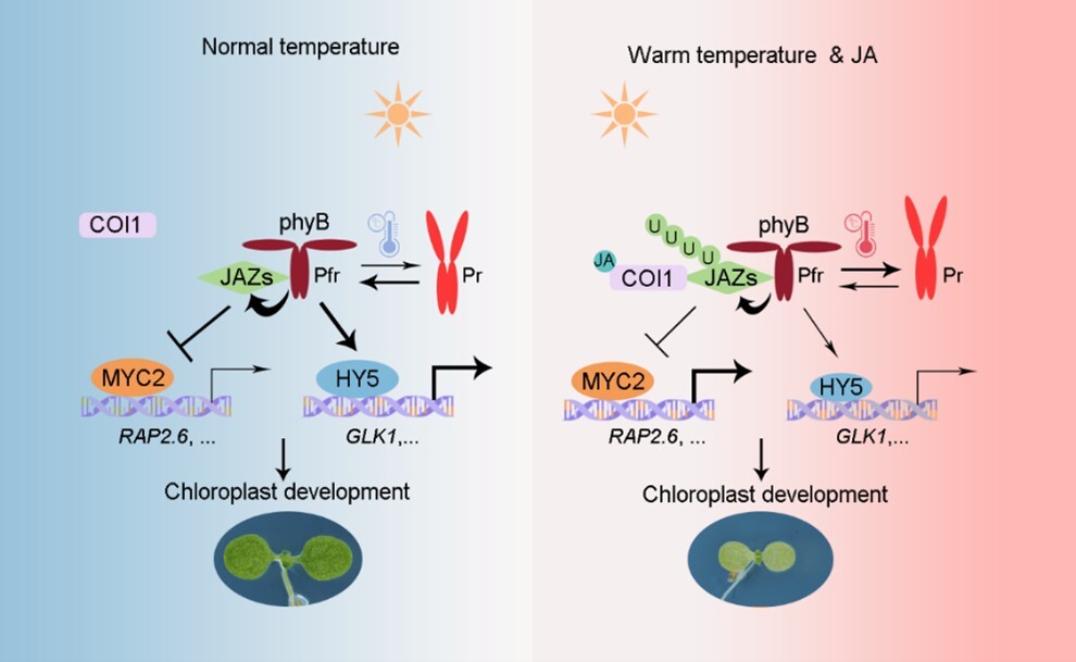 淮俊玲副研究员等揭示高温与茉莉酸协同调控叶绿体发育的分子机制<br/>