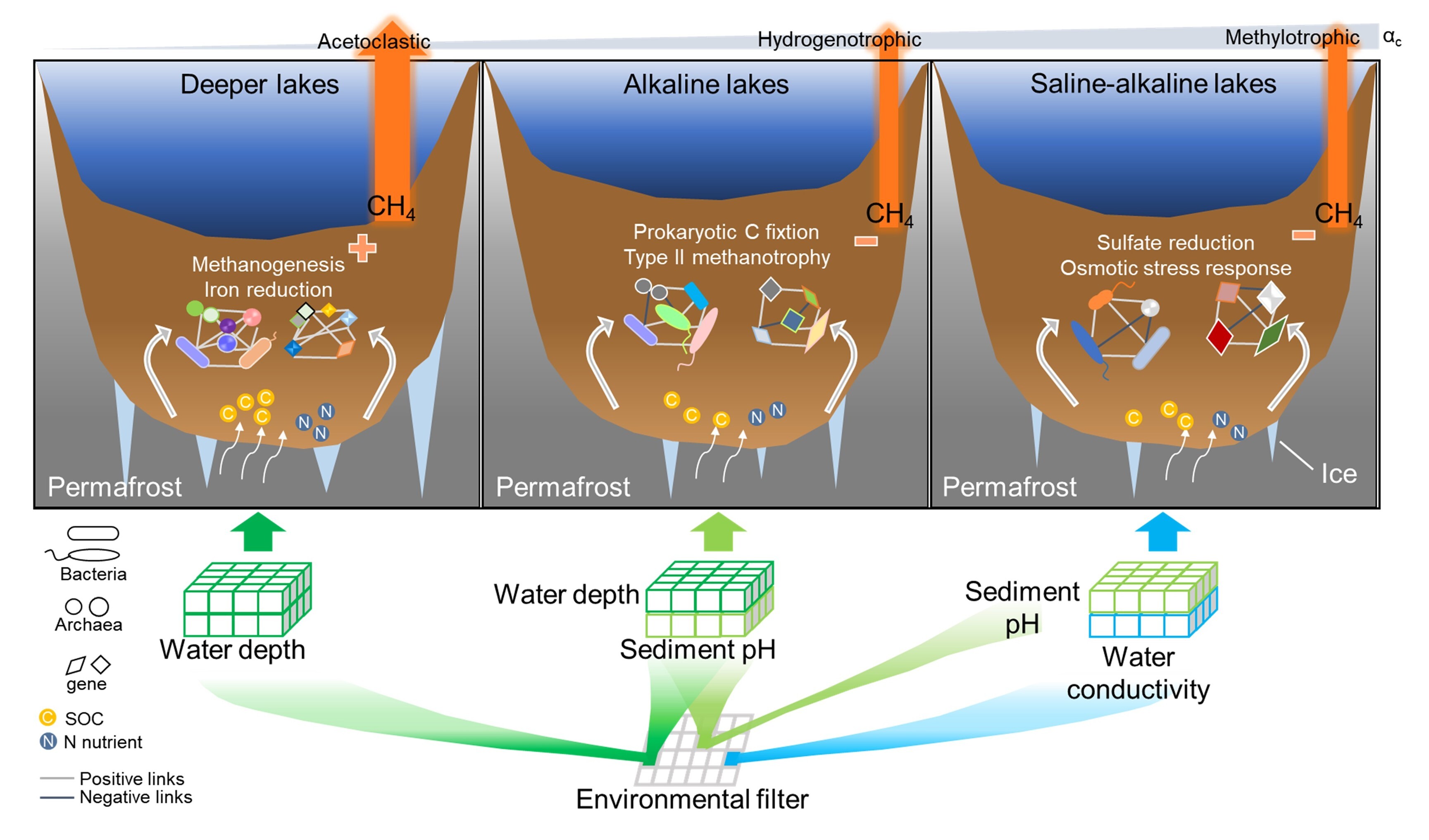 杨元合团队解析热融湖塘沉积物甲烷释放的微生物机制
